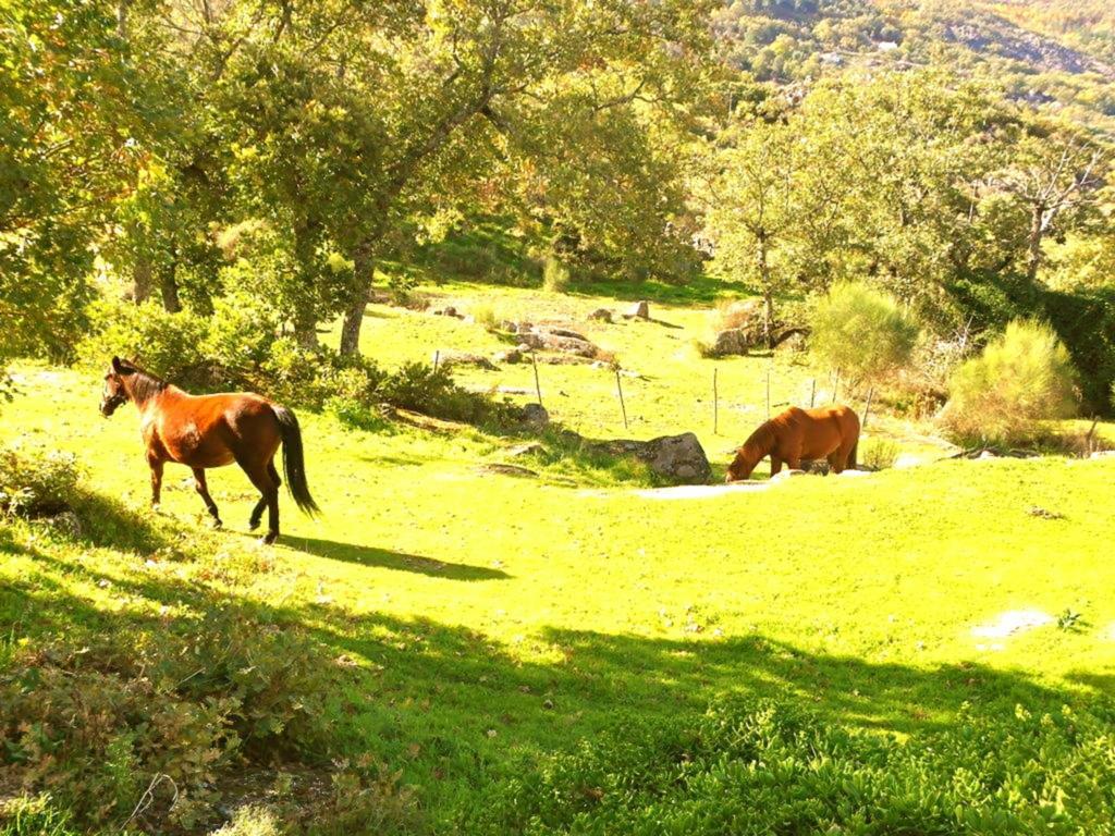 Quinta Do Marvao Pensionat Rum bild