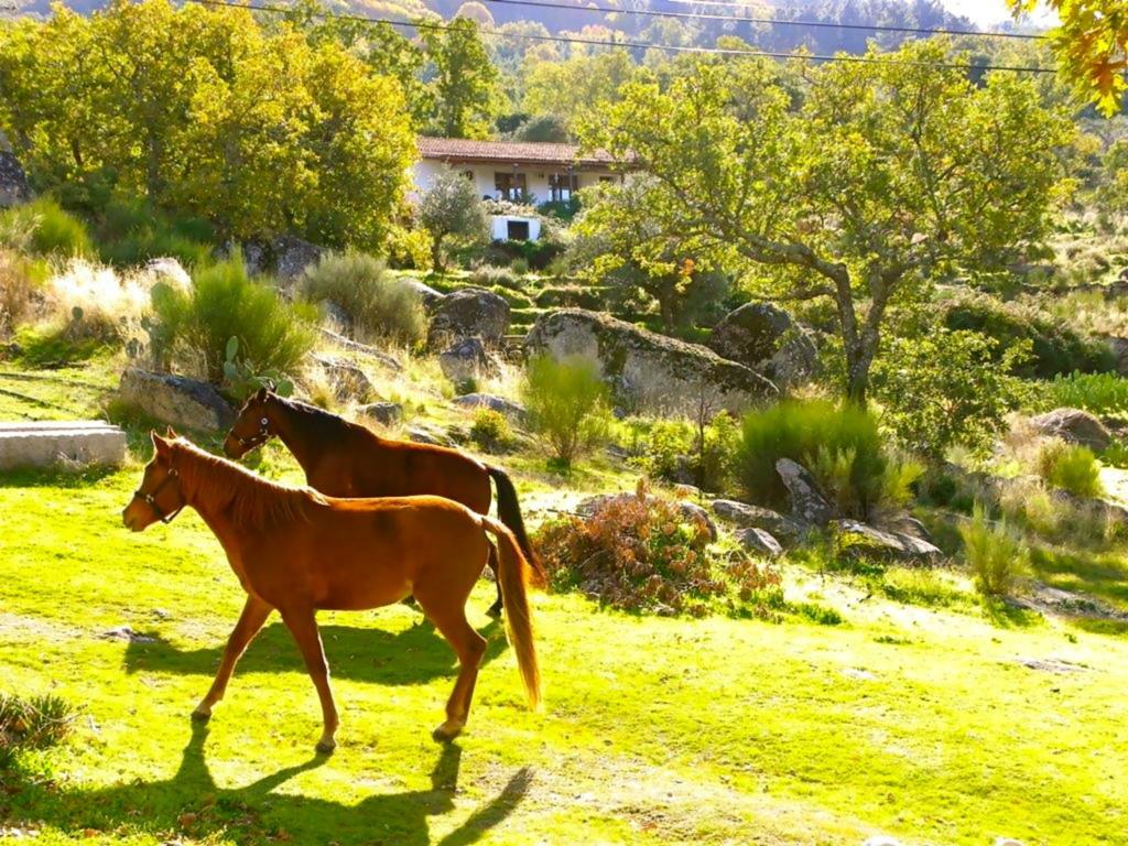 Quinta Do Marvao Pensionat Rum bild