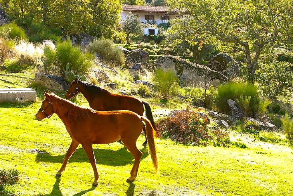 Quinta Do Marvao Pensionat Exteriör bild